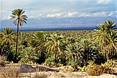 Marocco meridionale - La palmeria di Tiout, nei pressi di Taroudannt.